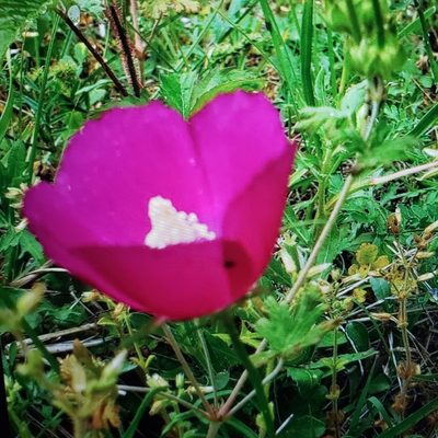 Callirhoe involucrata, photographed by Marvelyn Granger
