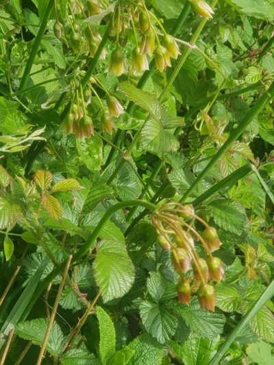Allium siculum, photographed by Acer