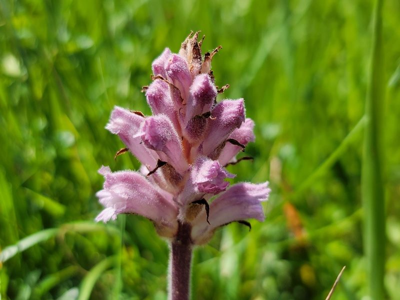 Orobanche lutea, photographed by Elias