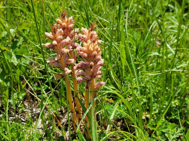 Orobanche alsatica, photographed by Elias