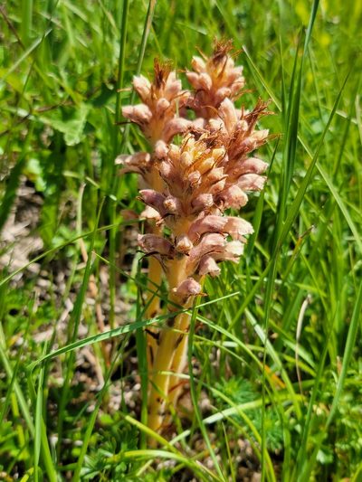 Orobanche alsatica, photographed by Elias