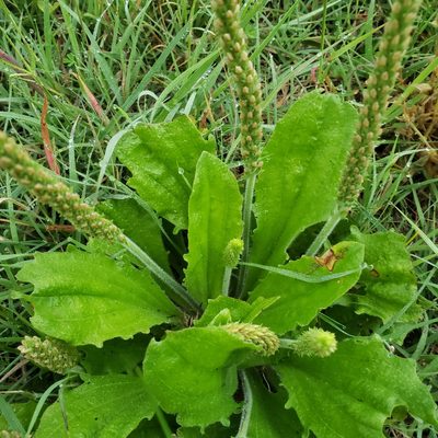 Plantago virginica, photographed by Marvelyn Granger