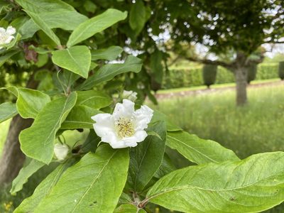 Crataegus germanica, photographed by realgandy