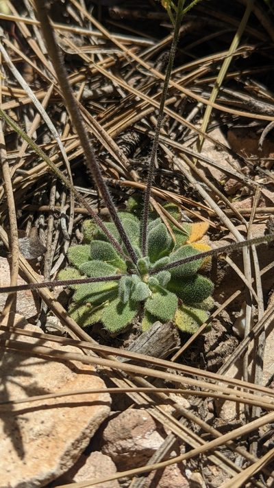 Draba asprella, photographed by Darrin Gobble
