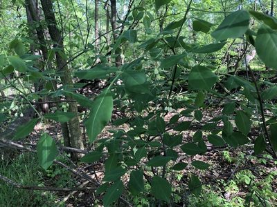 Staphylea trifolia, photographed by Mike B