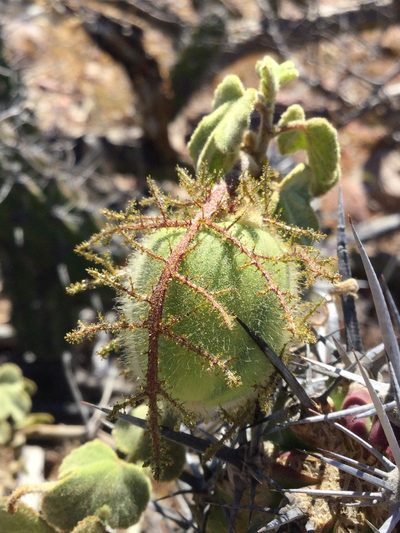 Passiflora fruticosa, photographed by Erick Vélez Sánchez