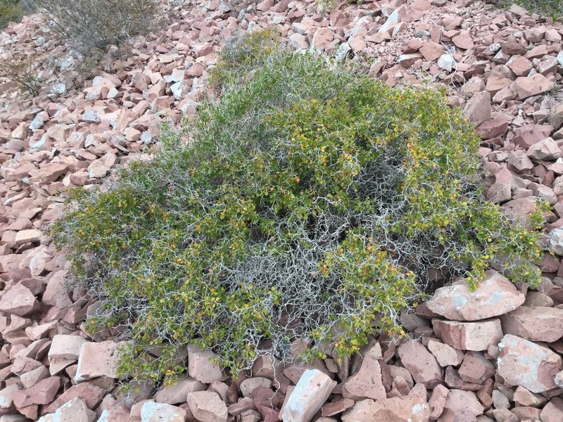 Serjania spinosa, photographed by Erick Vélez Sánchez