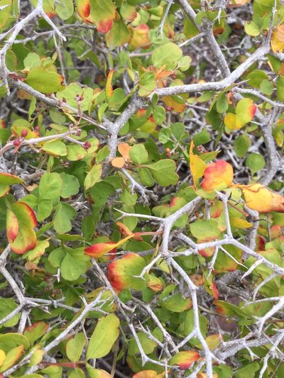 Serjania spinosa, photographed by Erick Vélez Sánchez