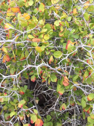 Serjania spinosa, photographed by Erick Vélez Sánchez