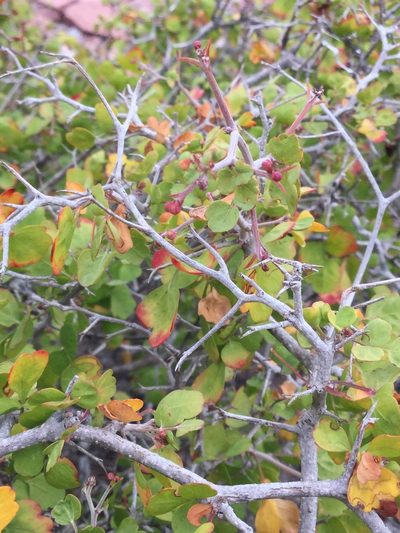 Serjania spinosa, photographed by Erick Vélez Sánchez