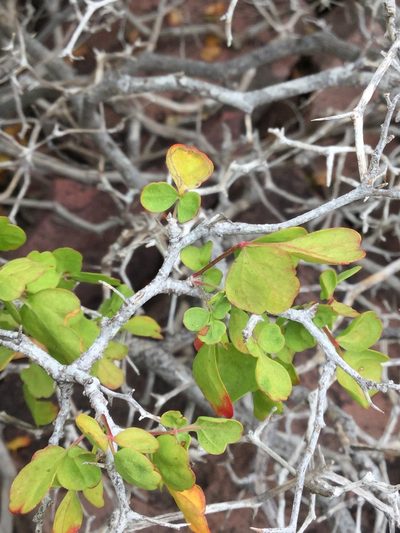 Serjania spinosa, photographed by Erick Vélez Sánchez