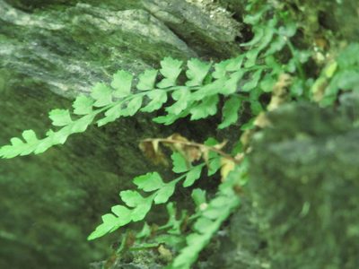 Asplenium bradleyi, photographed by Chris Hoess