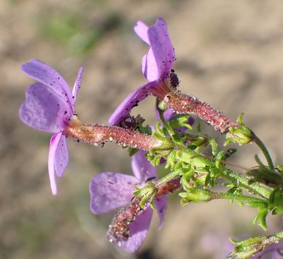 Jamesbrittenia tenuifolia, photographed by Nicola van Berkel