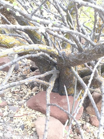 Fouquieria burragei, photographed by Erick Vélez Sánchez