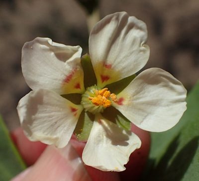 Roepera maritima, photographed by Nicola van Berkel
