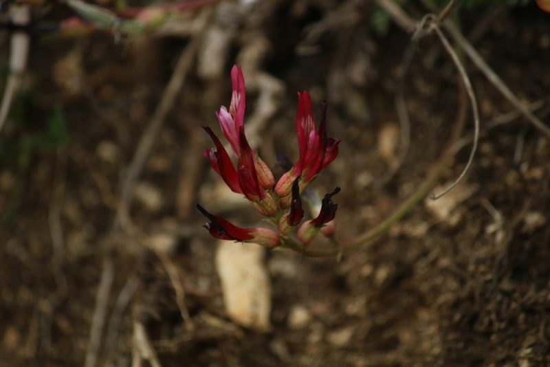 Astragalus monspessulanus, photographed by Serena De Santis