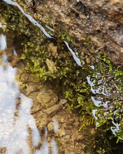 Hyocomium armoricum, photographed by Helen Waterman