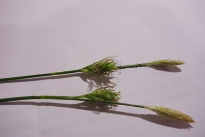 Carex michelii, photographed by Aleksei Baushev