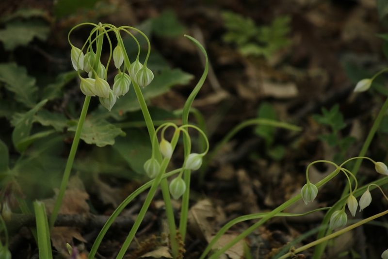 Allium pendulinum, photographed by Serena De Santis
