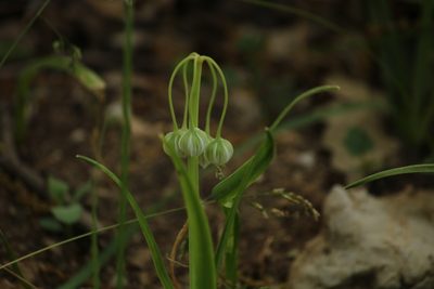 Allium pendulinum, photographed by Serena De Santis