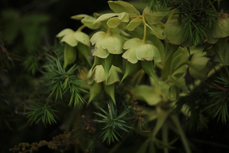 Helleborus foetidus, photographed by Serena De Santis