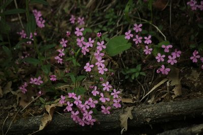 Saponaria ocymoides, photographed by Serena De Santis