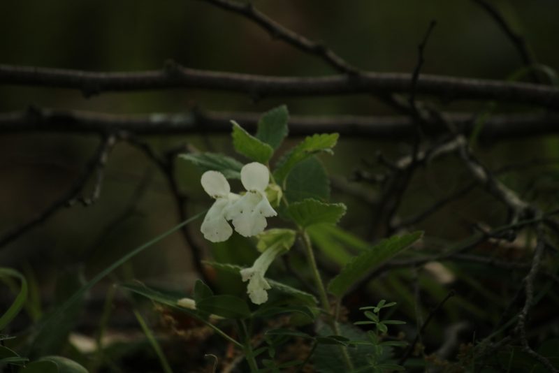 Prasium majus, photographed by Serena De Santis