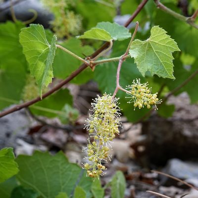 Vitis arizonica, photographed by Andrew Tree