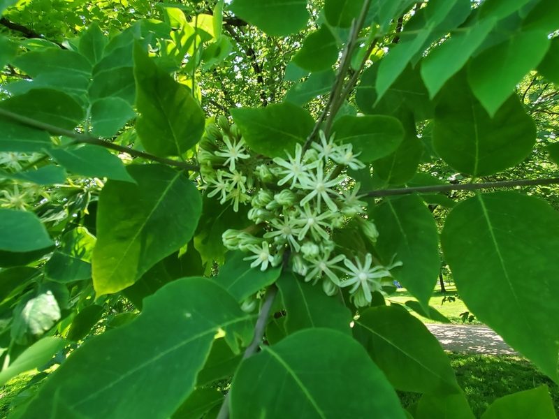 Gymnocladus dioicus, photographed by Luke Wildfire