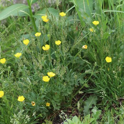 Ranunculus bulbosus, photographed by Mark Apgar