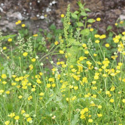 Rumex crispus, photographed by Mark Apgar