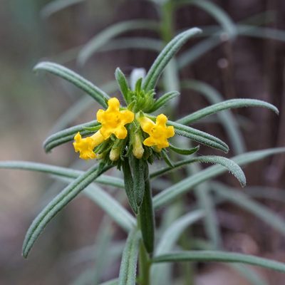 Lithospermum multiflorum, photographed by Andrew Tree