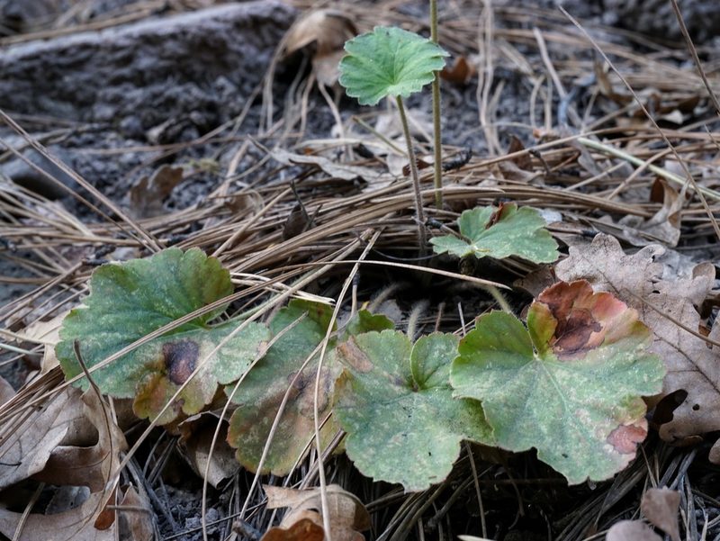 Heuchera novomexicana, photographed by Andrew Tree