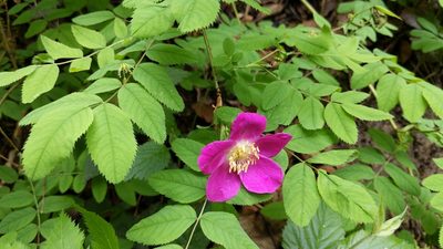 Rosa pendulina, photographed by Philipp