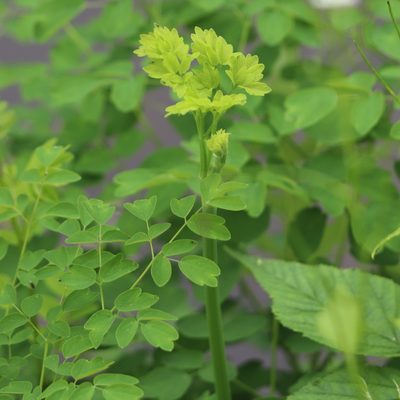 Thalictrum pubescens, photographed by Mark Apgar