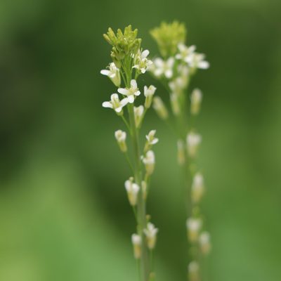 Turritis glabra, photographed by Mark Apgar