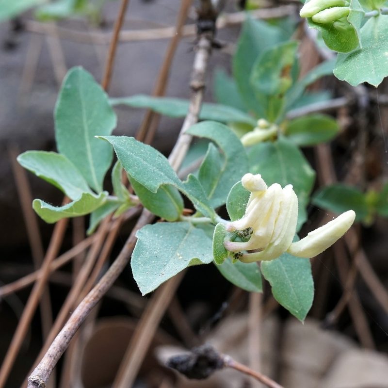 Lonicera albiflora, photographed by Andrew Tree