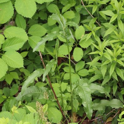 Rumex crispus, photographed by Mark Apgar