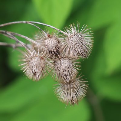 Arctium lappa, photographed by Mark Apgar