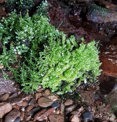 Plagiothecium nemorale, photographed by Helen Waterman