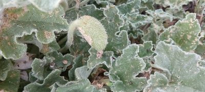 Ecballium elaterium, photographed by Yamil J.R