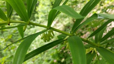 Polygonatum verticillatum, photographed by Philipp
