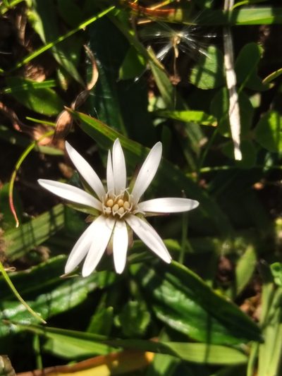 Chaptalia piloselloides, photographed by Adriana Machado
