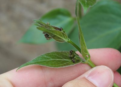 Vincetoxicum nigrum, photographed by Steven Lamonde