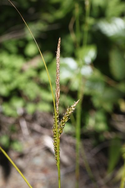 Carex mendocinensis, photographed by John Doyle