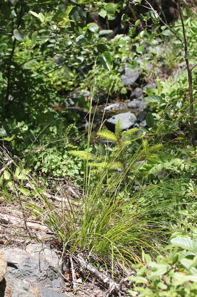 Carex mendocinensis, photographed by John Doyle