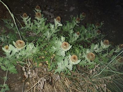 Centaurea pectinata, photographed by Tim Johnson