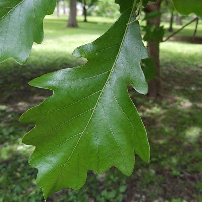 Quercus bicolor, photographed by Kirill Levchenko