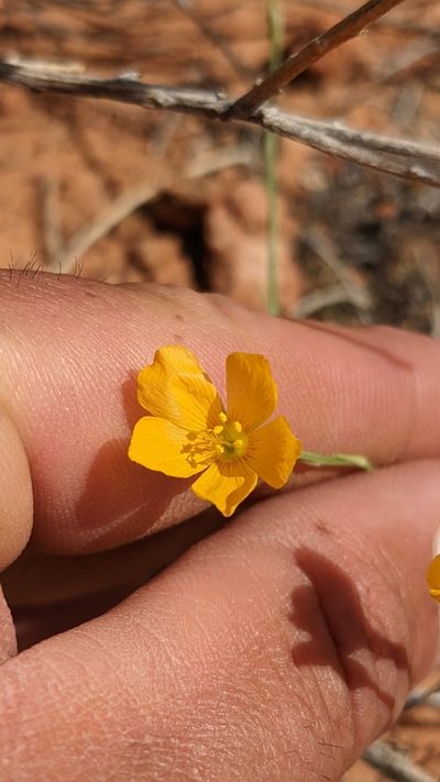 Linum aristatum, photographed by Darrin Gobble