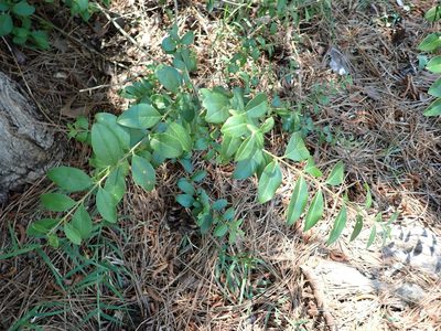 Ligustrum sinense, photographed by stephen